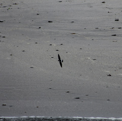 Tachycineta albiventer