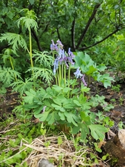Corydalis pauciflora