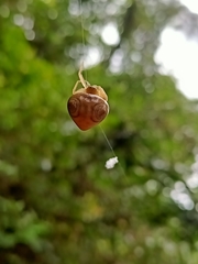 Cyrtarachne inaequalis