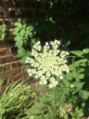Daucus carota