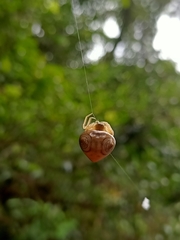 Cyrtarachne inaequalis