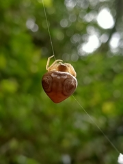 Cyrtarachne inaequalis