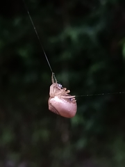 Cyrtarachne inaequalis