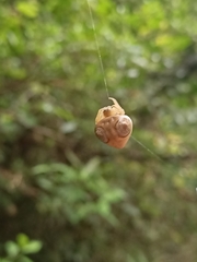 Cyrtarachne inaequalis