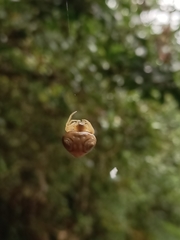 Cyrtarachne inaequalis