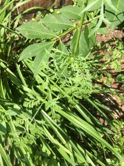 Daucus carota