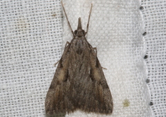 Phrixocomes ophiucha