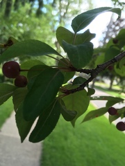 Rosaceae
