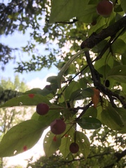 Rosaceae