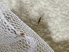 Amblyomma americanum