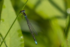 Enallagma antennatum