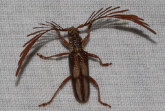 Piesarthrius marginellus