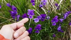Viola bubanii