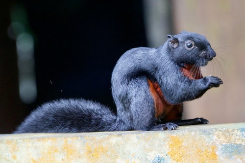 Prevost's Squirrel, photo 3 of 10