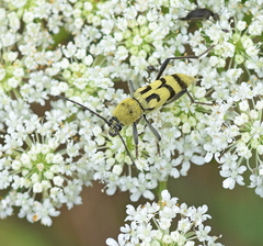 Chlorophorus varius
