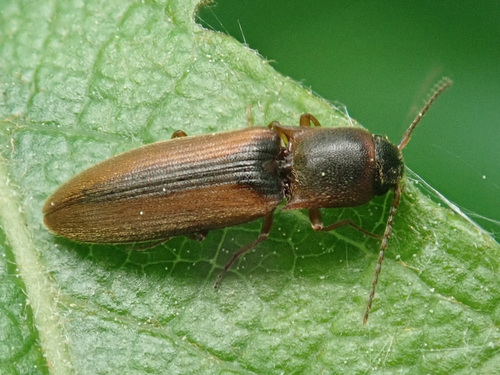 margined click beetle, photo 4 of 10