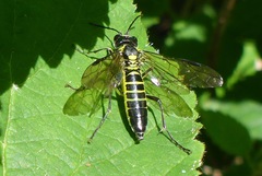 Tenthredo mesomela