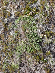 Hudsonia ericoides