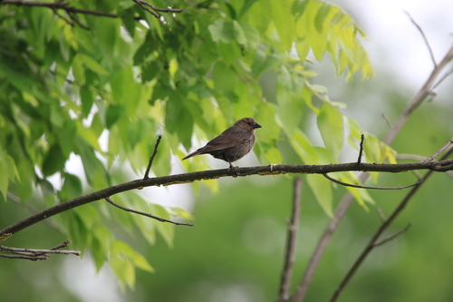 Brown-headed Cowbird photographed in Pennsylvania