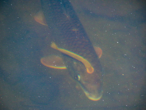 Ohio lamprey (Ichthyomyzon bdellium) — Petromyzontidae — 5