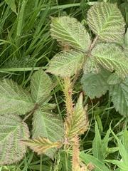 Rubus tuberculatus
