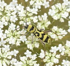 Chlorophorus varius