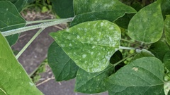 Podosphaera intermedia