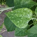 Podosphaera intermedia