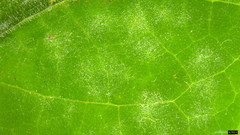 Podosphaera intermedia