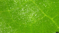 Podosphaera intermedia