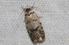 Scatochresis episema