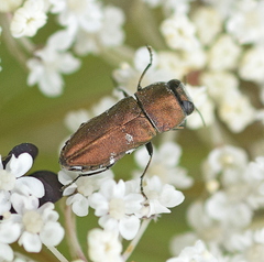 Anthaxia umbellatarum