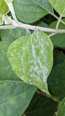 Podosphaera intermedia