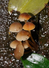 Mycena tuvara