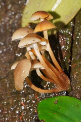 Mycena tuvara