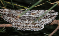 Scioglyptis loxographa