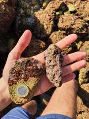 Lithophyllum incrustans