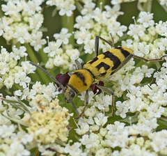 Chlorophorus varius