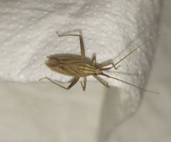 Miridius quadrivirgatus