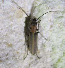 Oxacis cana