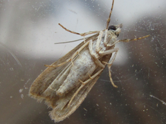 Scoparia isochroalis