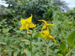 Solanum pimpinellifolium