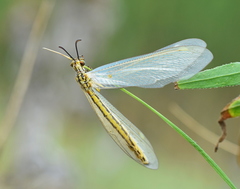 Myrmecaelurus trigrammus
