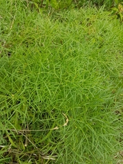 Peucedanum officinale