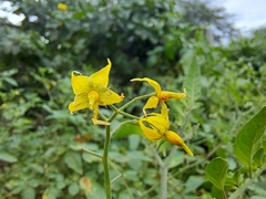 Solanum pimpinellifolium