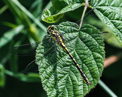 Gomphus graslinii