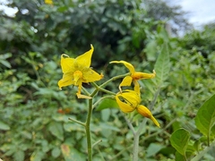Solanum pimpinellifolium