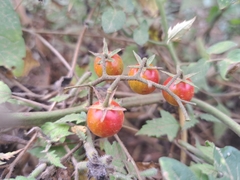 Solanum pimpinellifolium