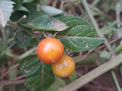 Solanum pimpinellifolium