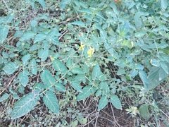 Solanum pimpinellifolium